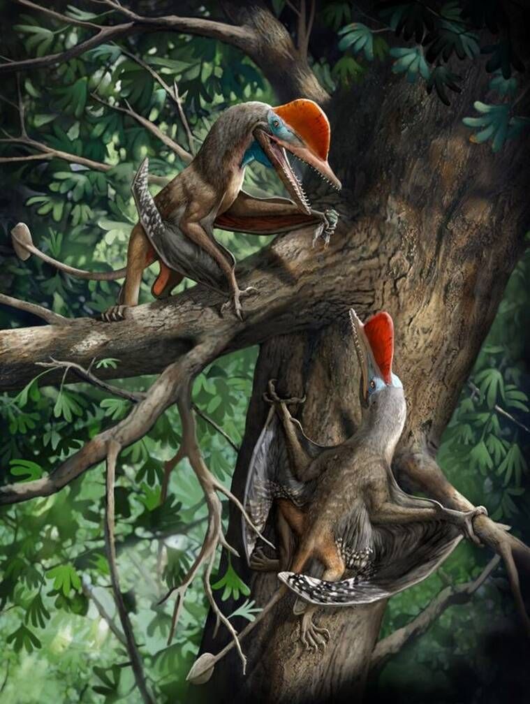 Monkeydactyl, skriðdýr með elstu gagnstæða þumalfingur, hvað er Monkeydactyl, Kunpengopterus antipollicatus uppgötvun, tjáð útskýrt, indversk tjáning