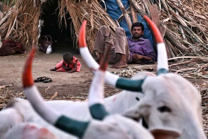 Forklaret: Hvordan oliepriskrakket påvirker sukker, hvad det betyder for Indien