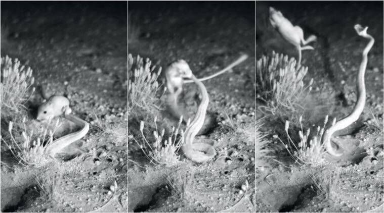 rats kangourous, serpent à sonnette, combats de serpents à sonnettes de rat kangourou, vidéo virale, vidéos épiques de combat d