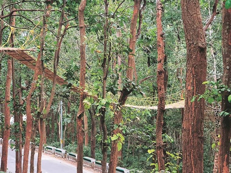 Selitetty: Siltojen rakentaminen metsään auttamaan villieläimiä