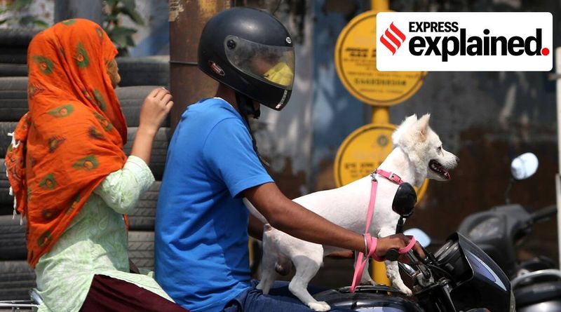 Делхи, новини от Делхи, домашни любимци в Делхи, регистрация на домашни любимци в Източен Делхи, регистрация на домашни любимци в източен делхи, собственици на кучета Делхи, регистрирайте домашни кучета онлайн, Indian Express