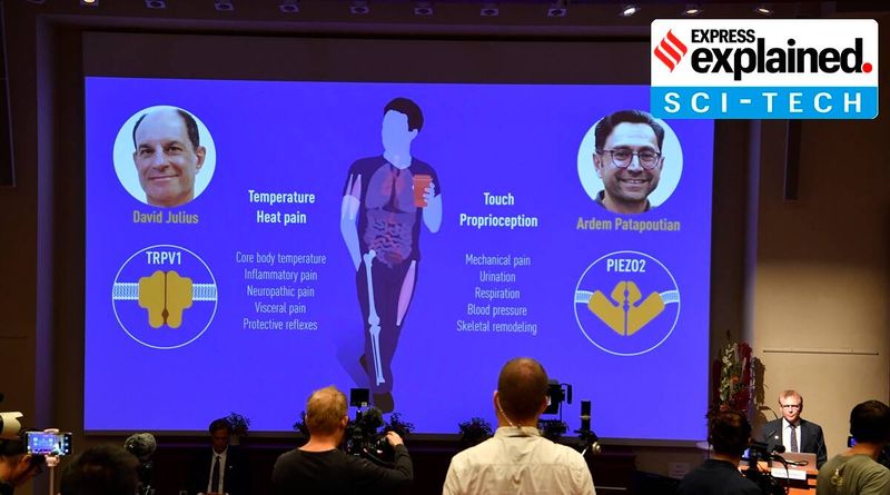 Ipinaliwanag: Paano makakatulong ang gawain ng 2021 Physiology Nobel winners sa paggamot sa malalang sakit